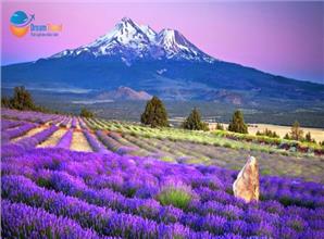 [HCM] Tour Nhật Bản Khám Phá Hokkaido Mùa Hè 2026